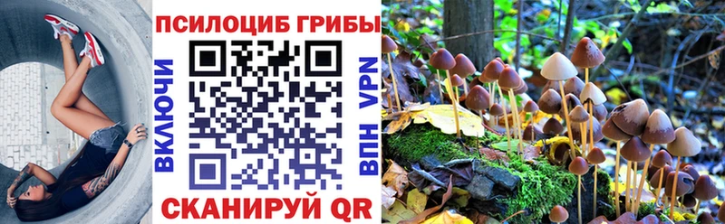 купить закладку  Свободный  Псилоцибиновые грибы мицелий 